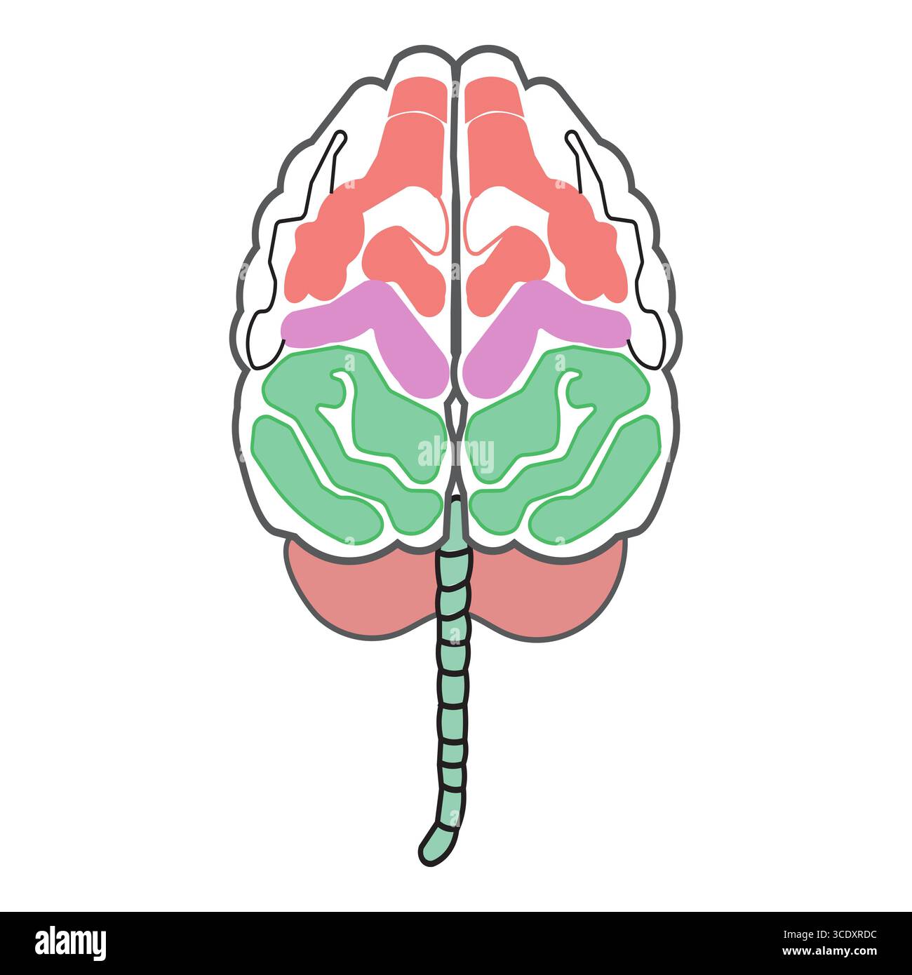 Colorful human brain illustration in flat design style showcasing ...