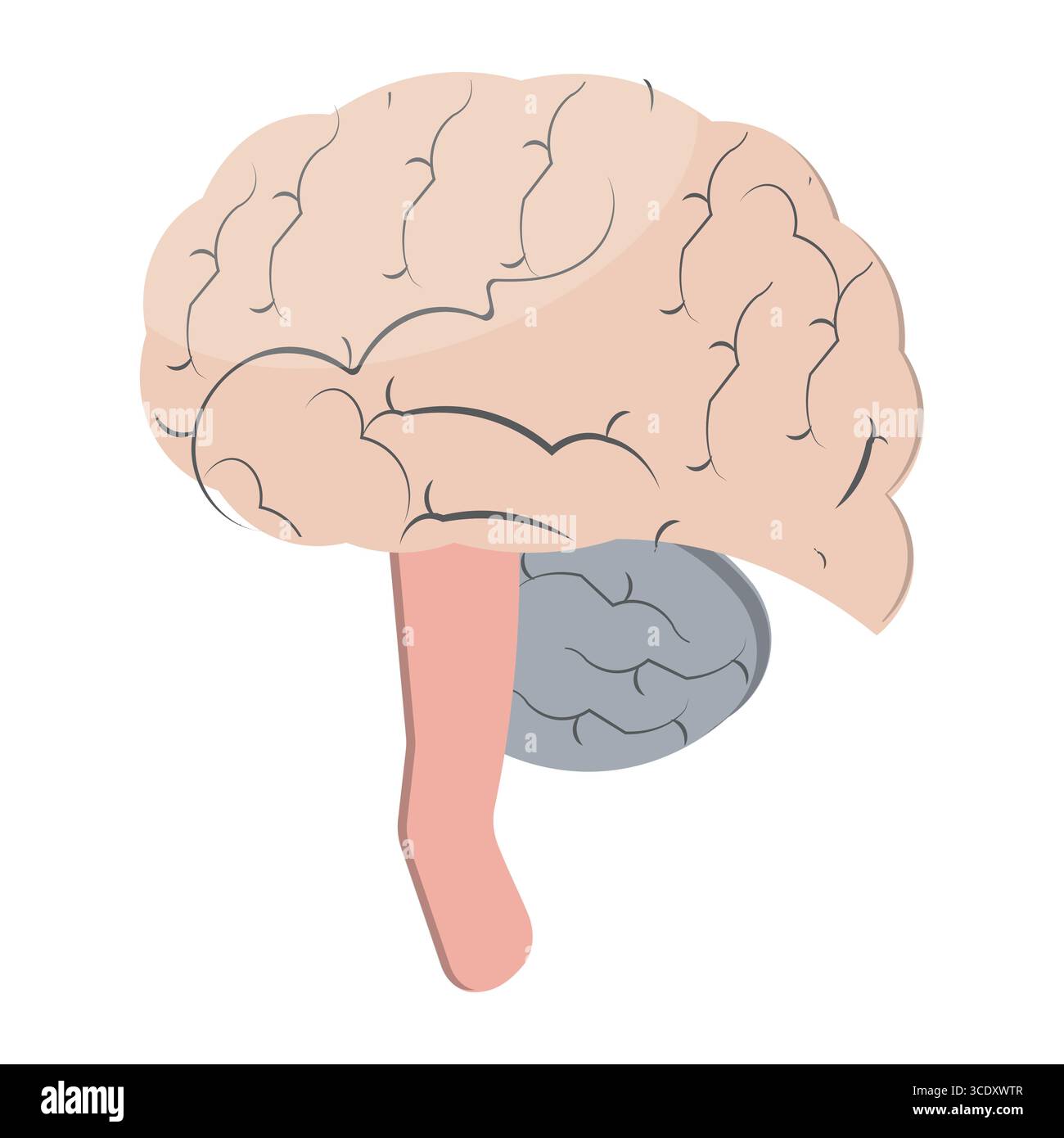 Colorful vector human brain illustration with sections on light background Stock Vector