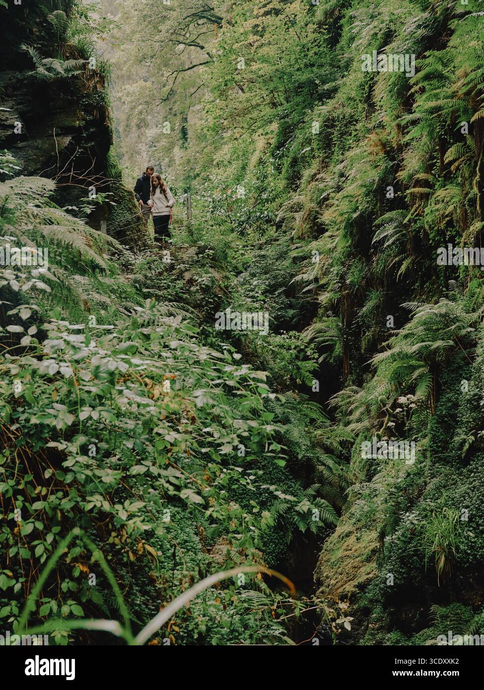 Visitors walking the Lydford Gorge trail amongst the green damp moisture loving plants / flora of Lydford Gorge, West Dartmoor, Devon England UK Stock Photo