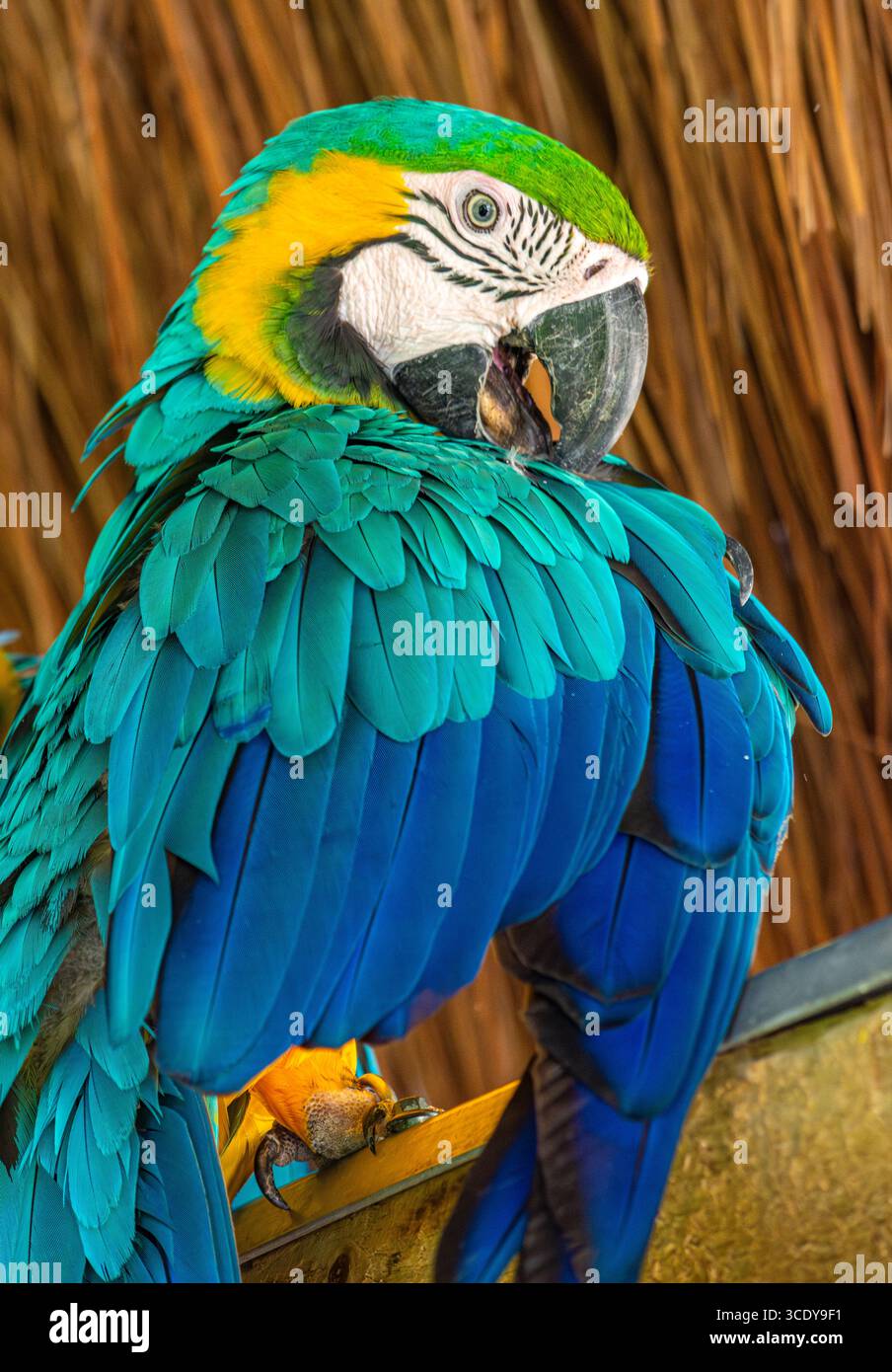 Illustration of Noble Macaw Aviary Design For Parrot Enthusiasts