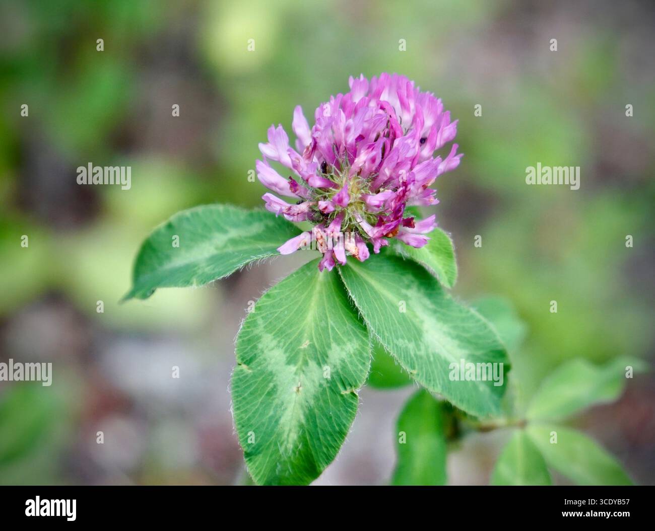 Admiring the intricate details of a red clover flower. Stock Photo