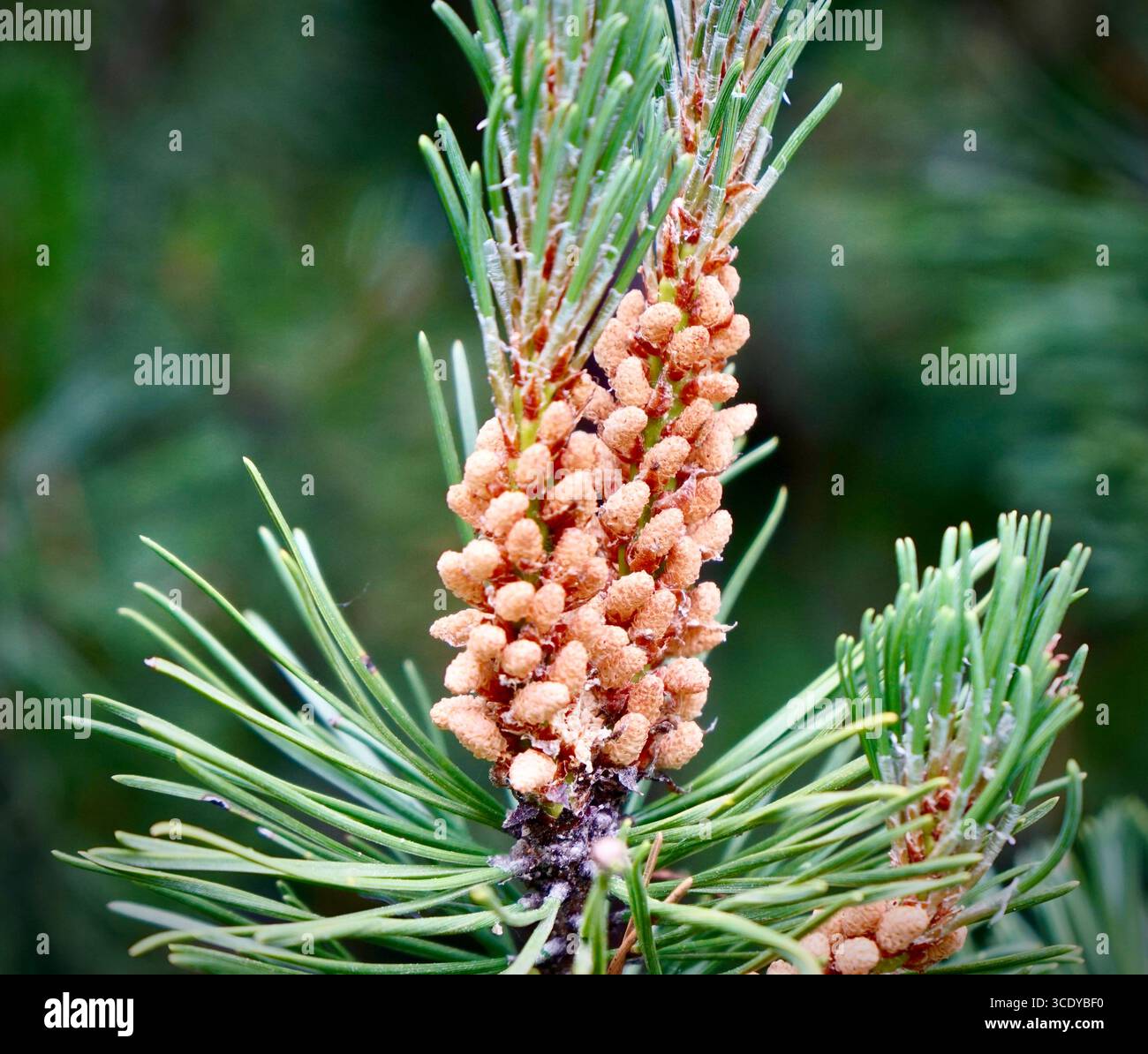 Lifecycle of the natural world hi-res stock photography and images - Alamy