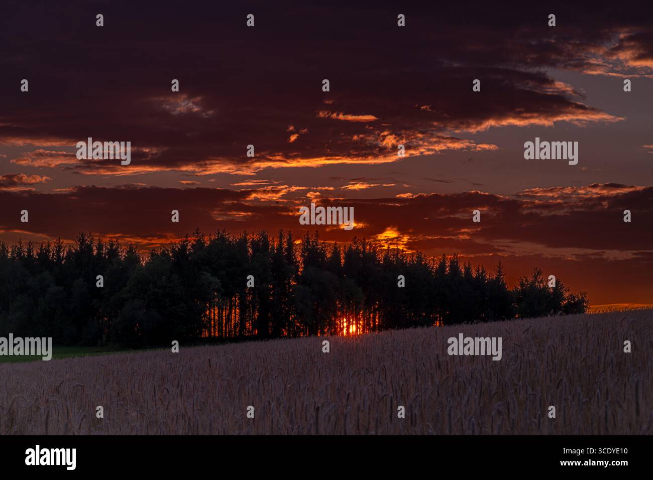 Sunset on summer hot dry grain field in Krkonose mountains Stock Photo