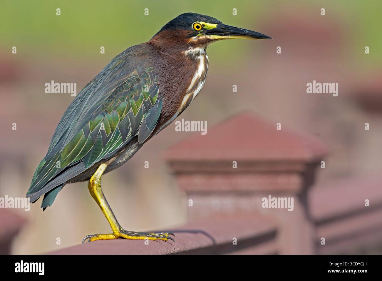 An adult green heron (Butorides virescens) perched on a fence. Stock Photo