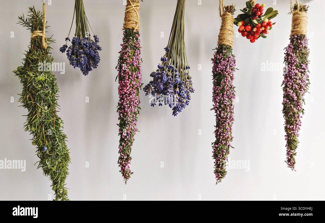 Bundles of dried herbs and flowers hanging upside down on white wall in natural home setting Stock Photo
