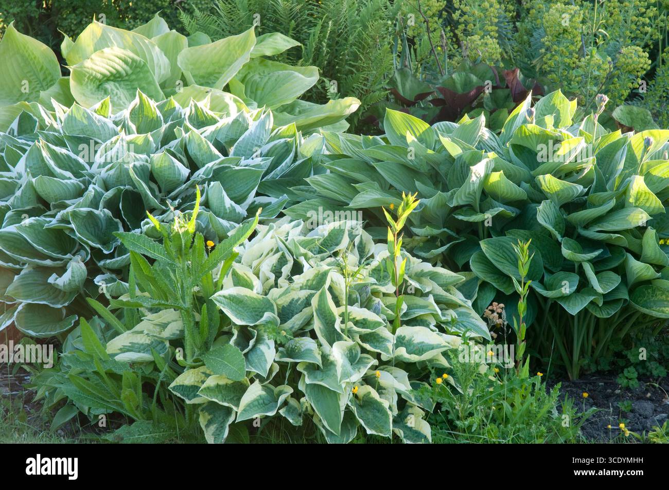 Fresh Look at Lush Hosta Plants Display Their Green Foliage In A Well