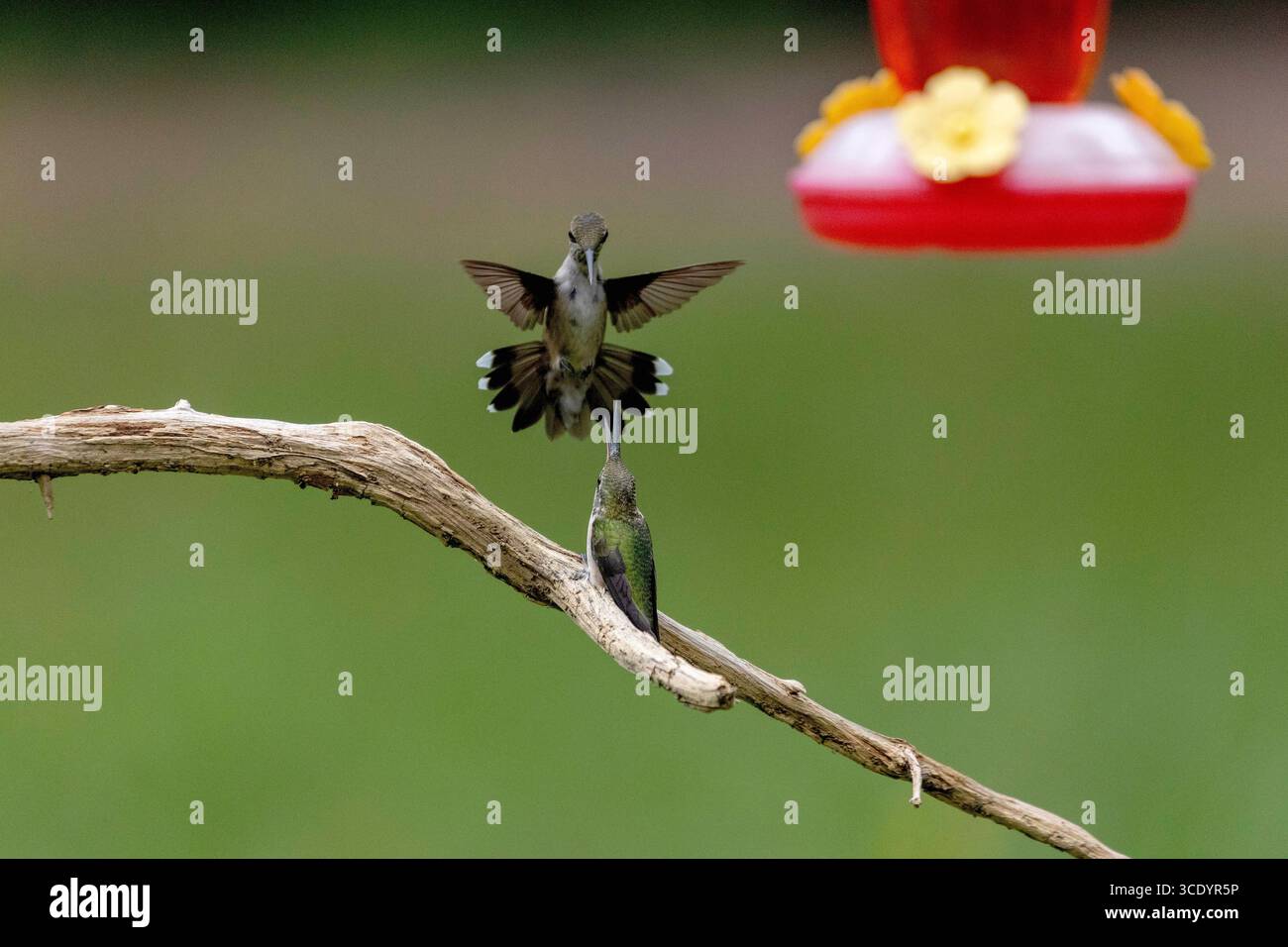 Series – Ruby-throated Hummingbirds (Archilochus colubris) in ...