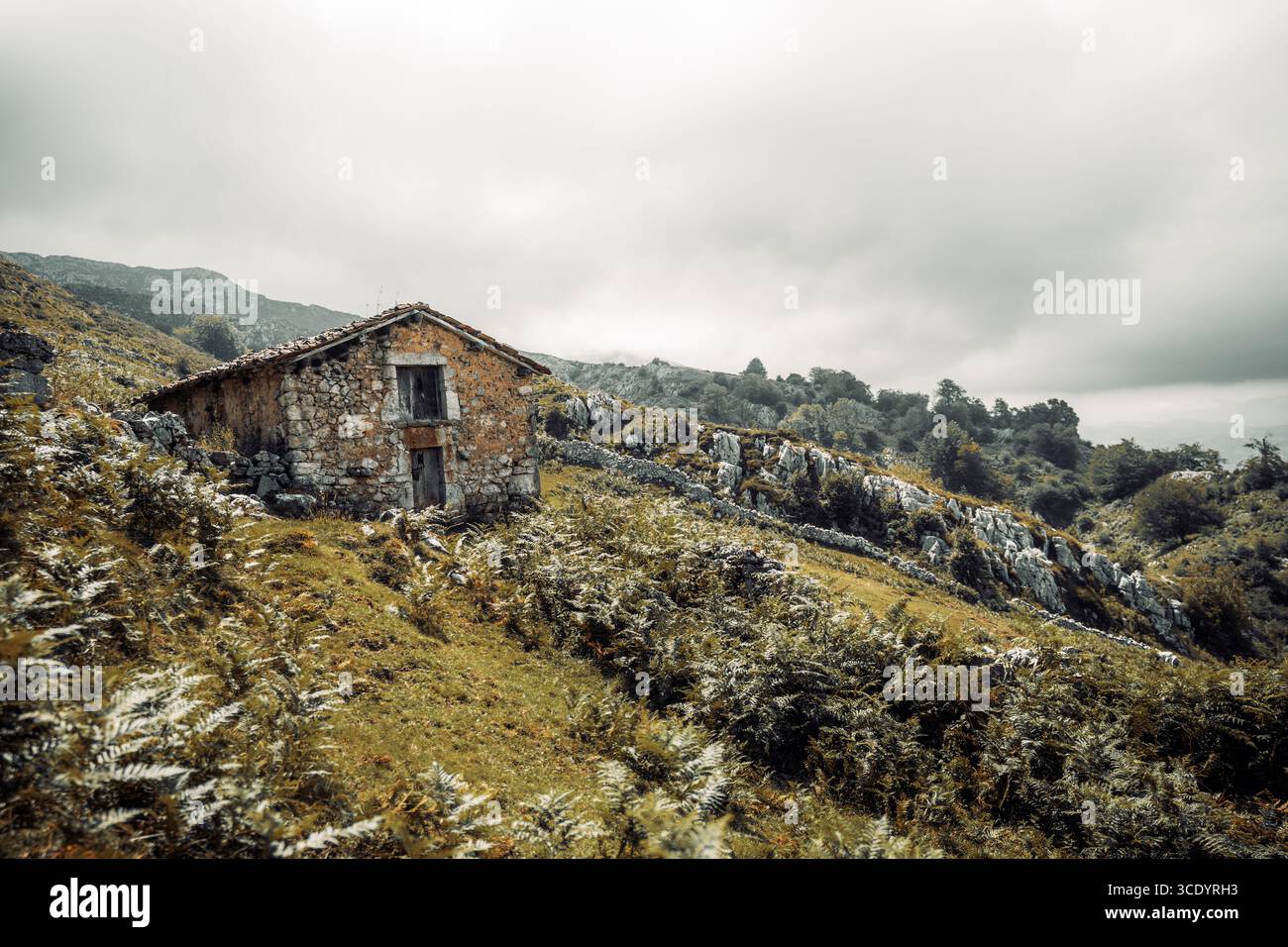 Ferns grassy hillside hi-res stock photography and images - Alamy