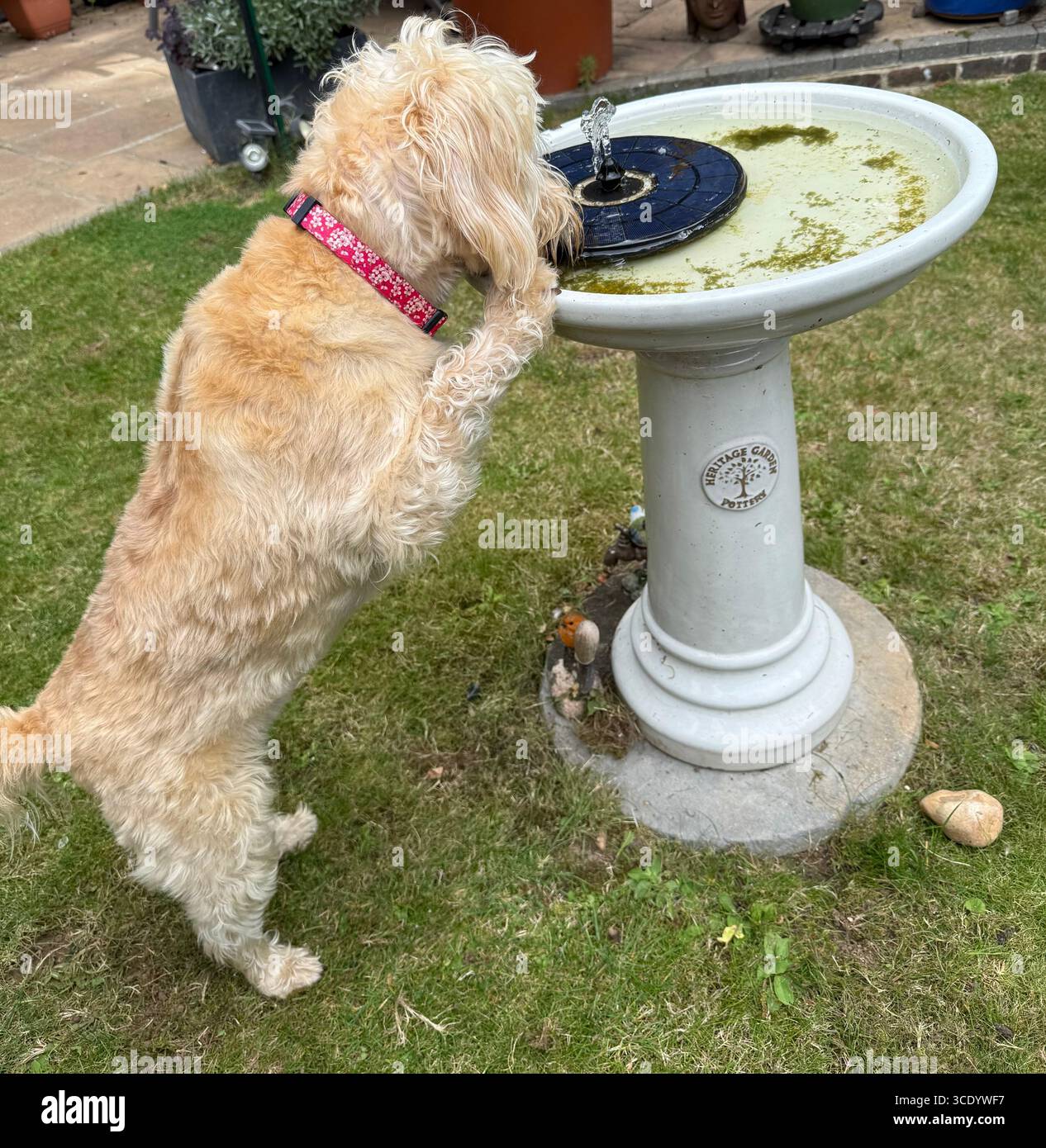 A family pet dog, Cockapoo amusingly climbs the garden’s birdbath for a drink during a Summer heatwave. - Smartphone Captured Stock Image