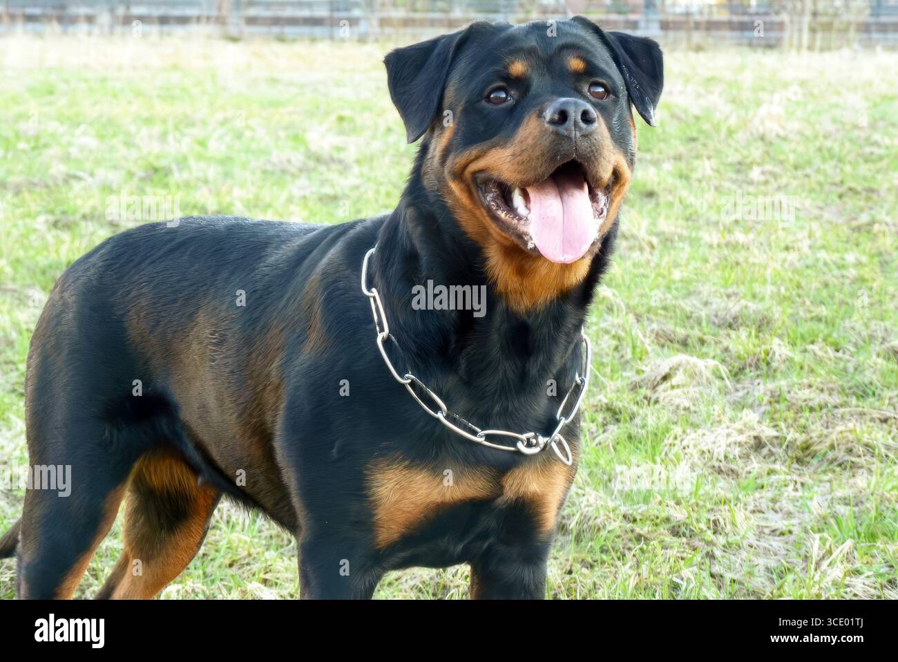 Dog chain rottweiler hi-res stock photography and images - Alamy