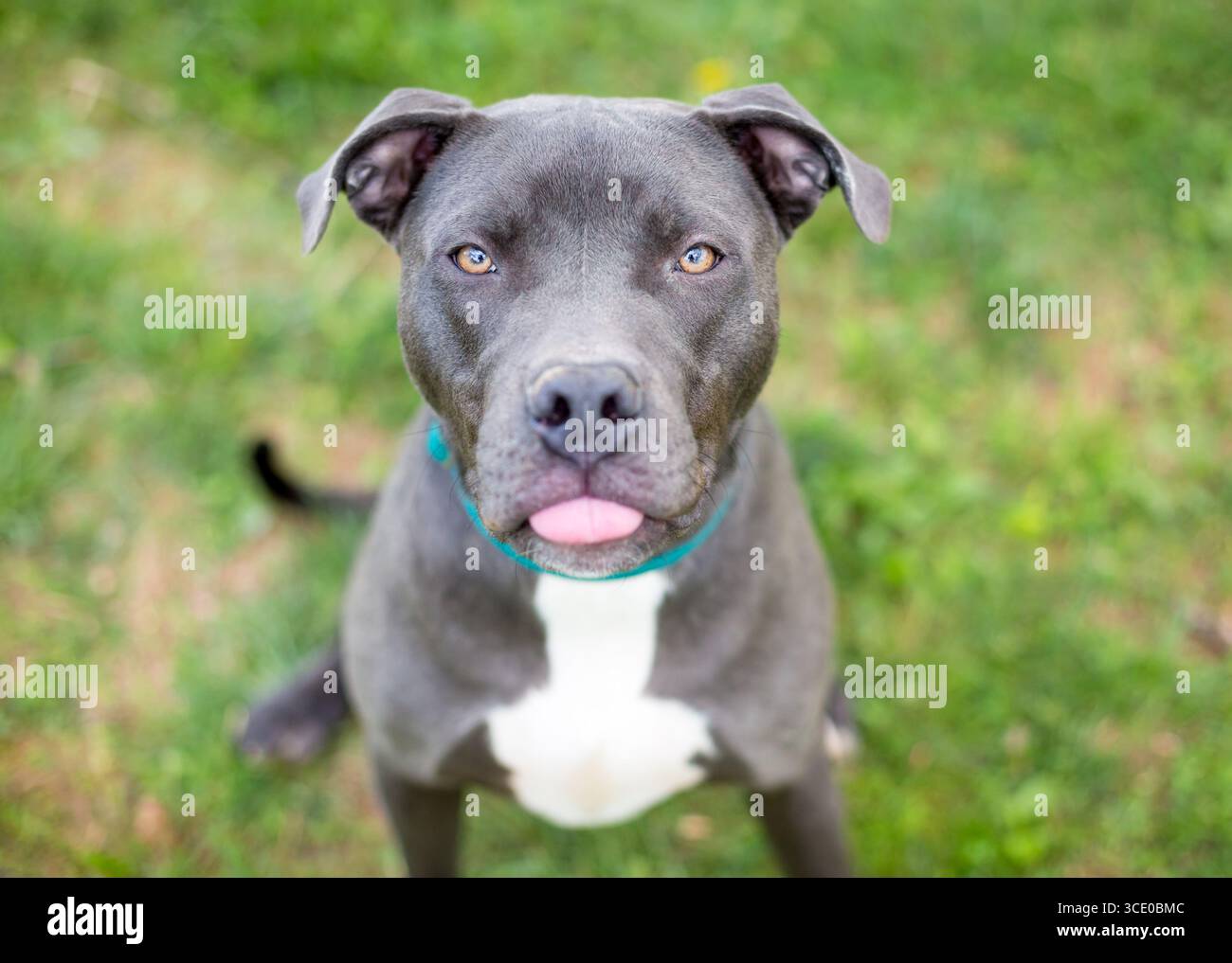Gray pit bull hi-res stock photography and images - Alamy, image size:1300x1017