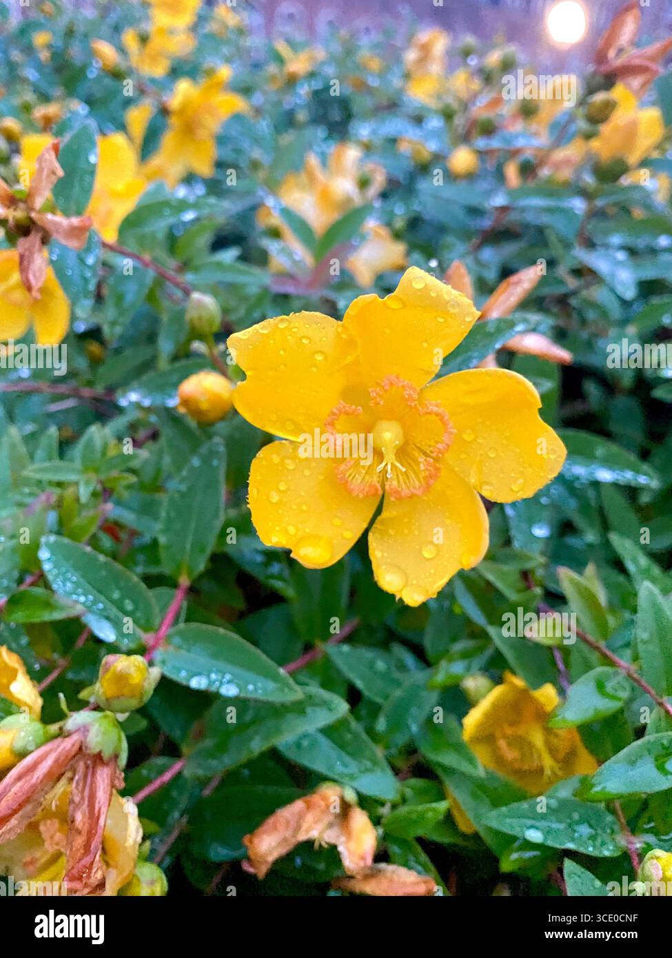 yellow (Hypericum) after the beautiful rain - Smartphone Captured Stock Image