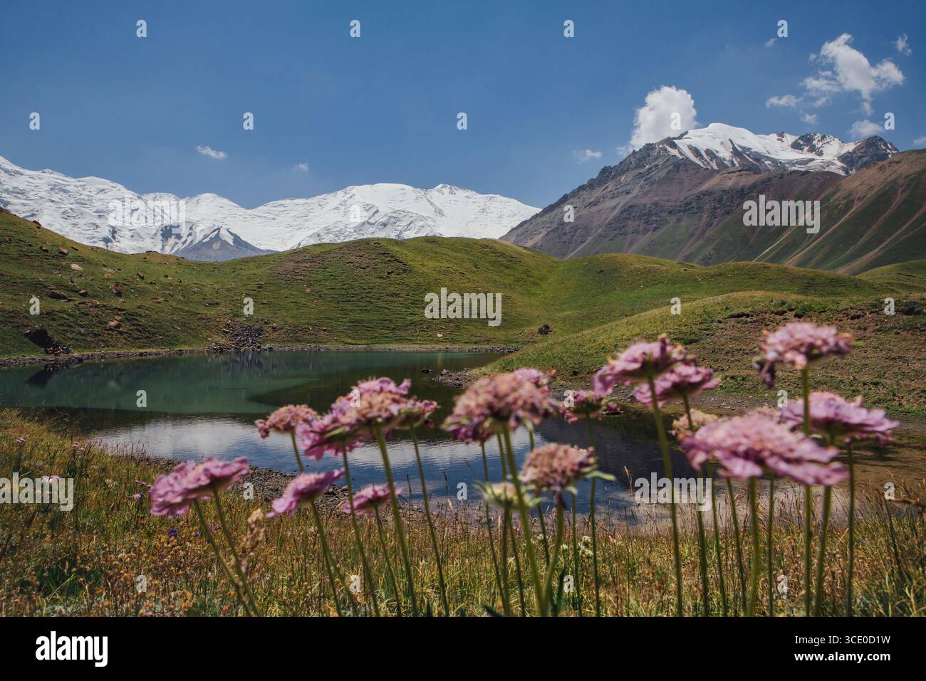 Picturesque shot of majestic green hills with unique curved shapes with pink flowes in Pamir range mountains at 3600m altitude capturing stunning natu Stock Photo