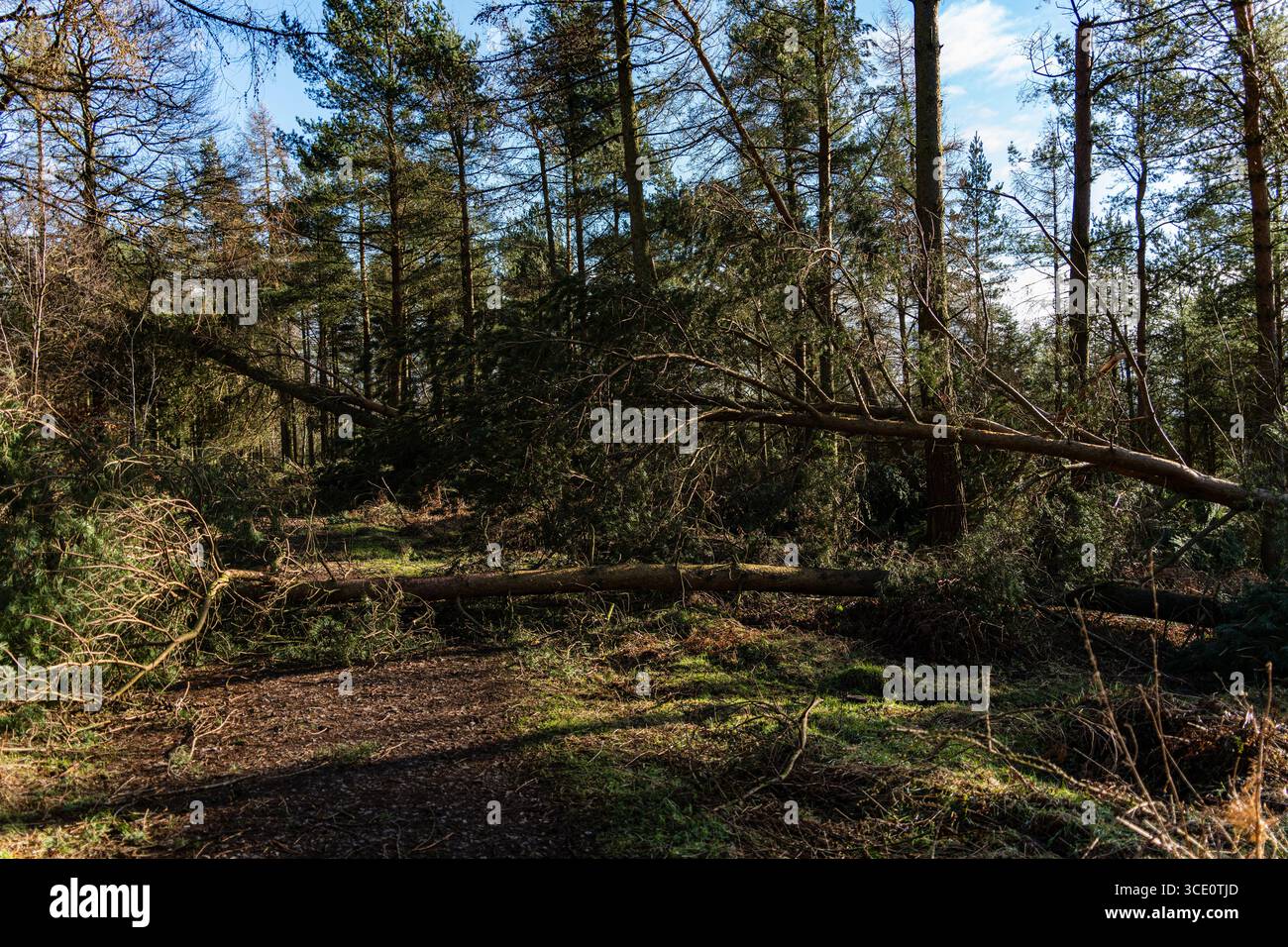Storm damaged trees on a woodland path Stock Photo