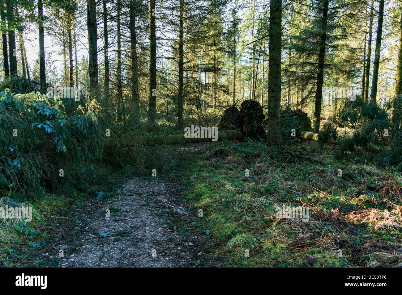 Storm damaged trees on a woodland path Stock Photo