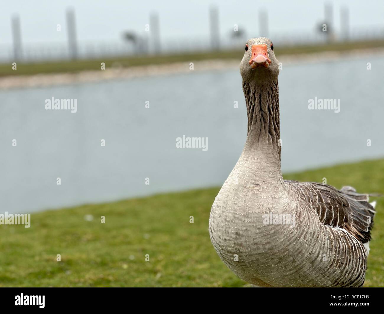 Close-up of a grey goose standing on grass near a lake on a cloudy day, showing detailed feathers and orange beak. - Smartphone Captured Stock Image