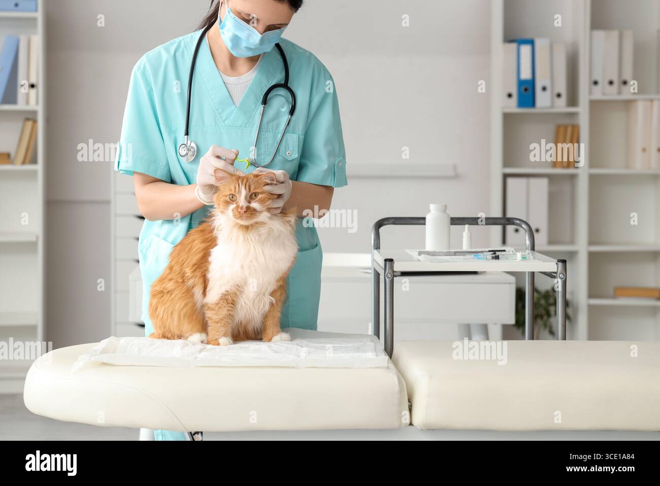 Veterinarian with tick extractor removing parasite from cat's head in ...