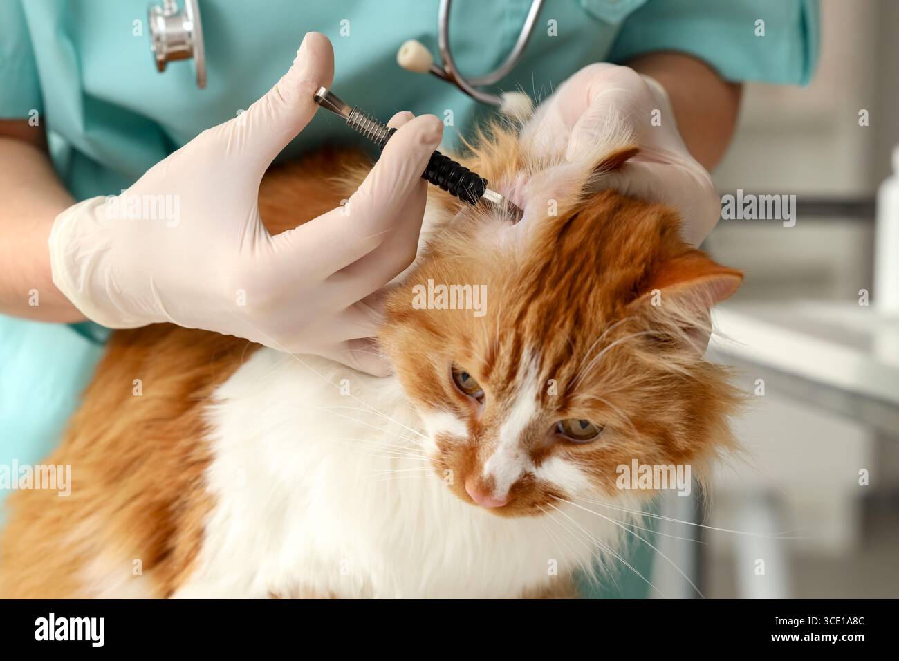 Veterinarian with tick extractor removing parasite from cat's ear in ...
