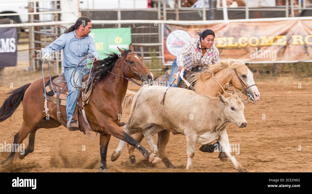 Woman reaching for a flag attached to the back of a running cow during ...