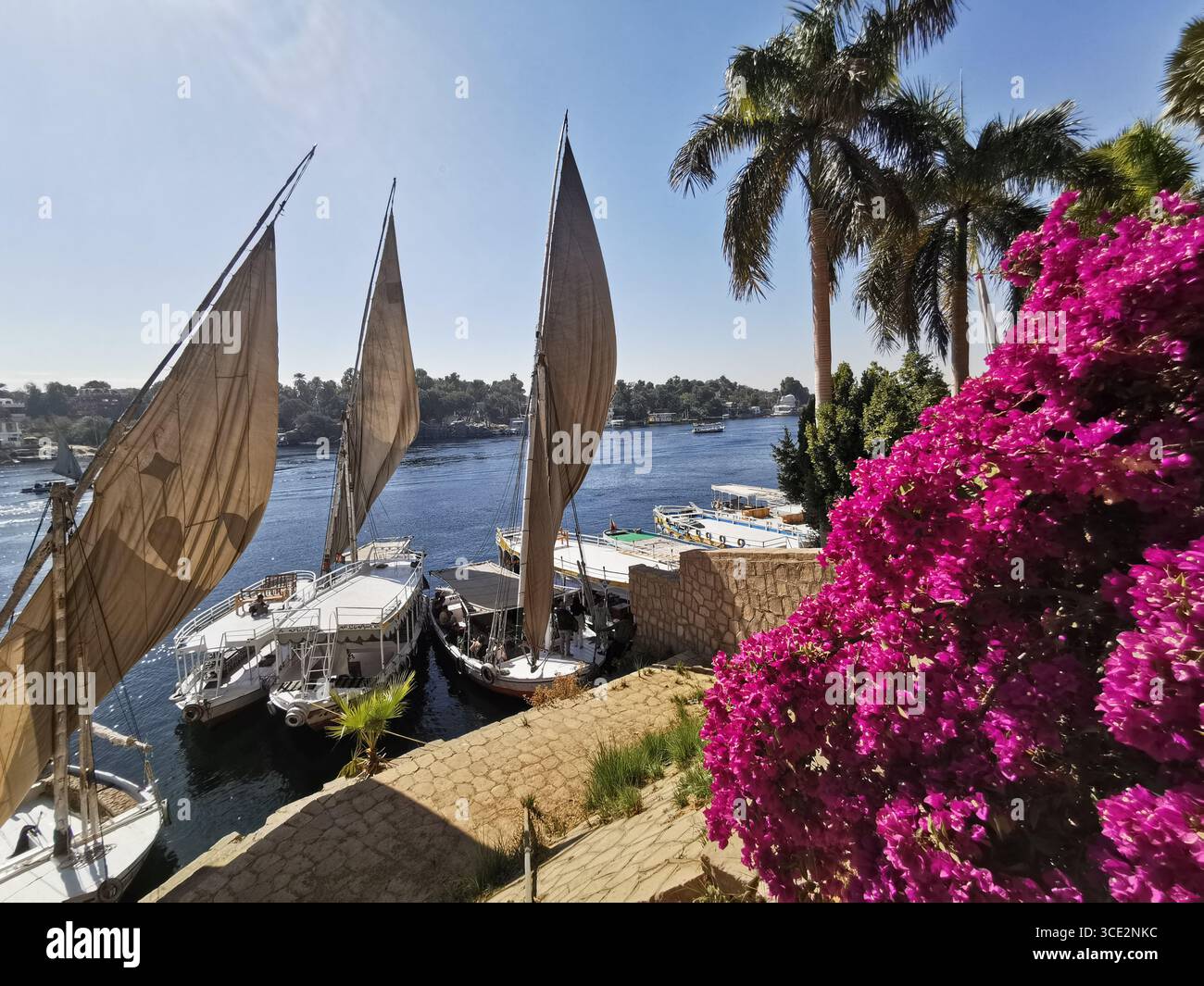 El Nabatat Island or Kitchener's Island, home of the Botanical Gardens in Aswan located on the River Nile. It is also often called Botanical Island. - Smartphone Captured Stock Image