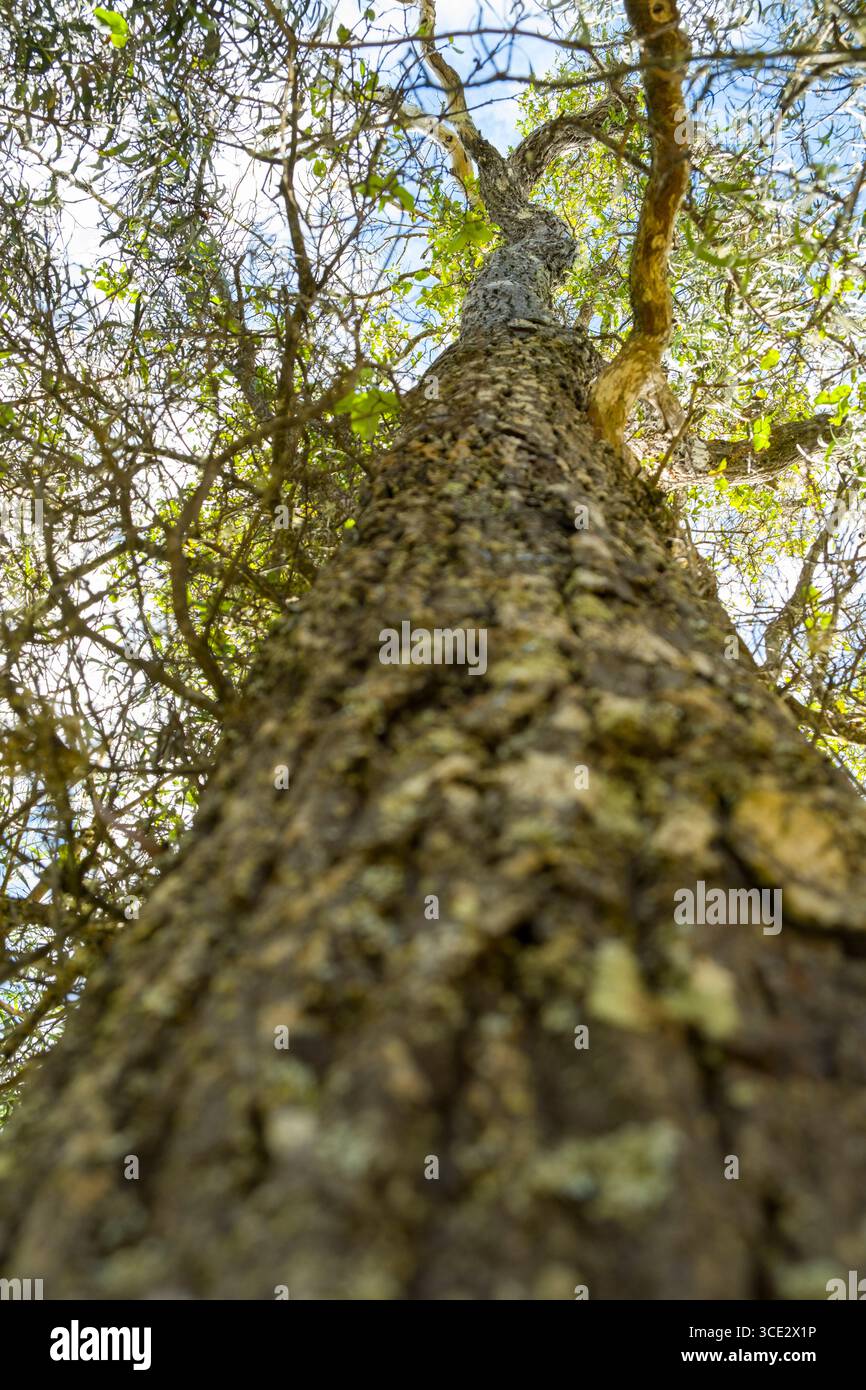 Ilayachi Tree Sandalwood Tree, commonly called ʻiliahi, are endemic to Hawaii, Waimea ...