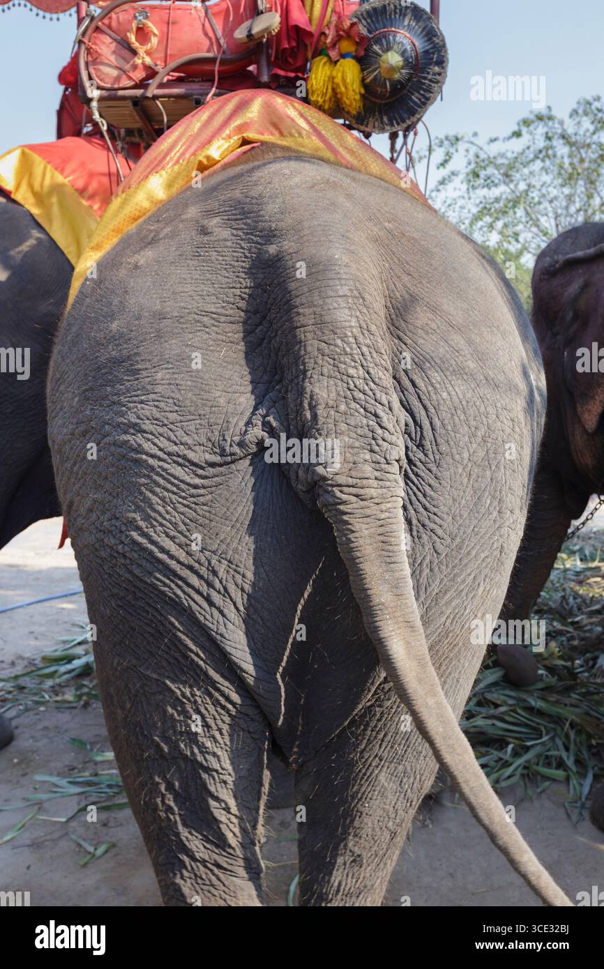 Back view rear view backside hi-res stock photography and images - Alamy
