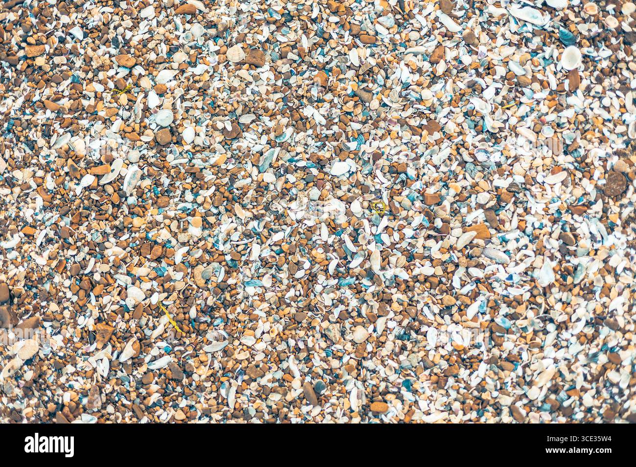 Beach shell rock as background and texture Stock Photo