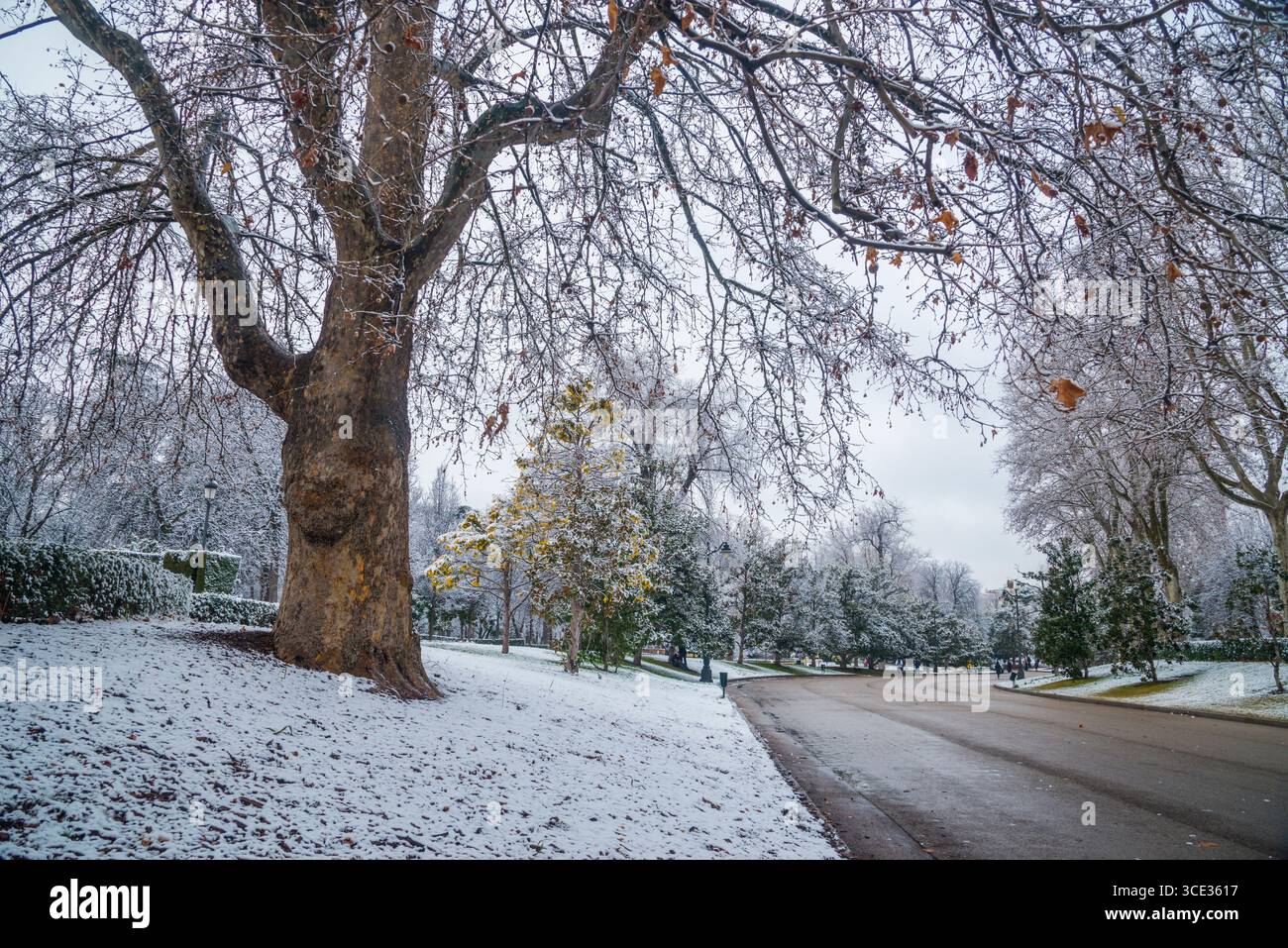 árboles nieve invierno hi-res stock photography and images - Page 2 - Alamy, image size:1300x957