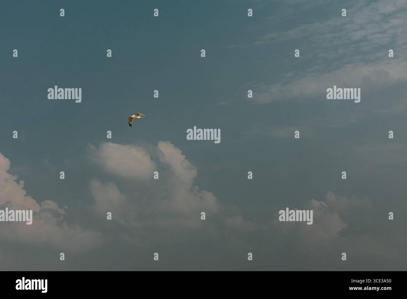 Seagull Flying Across a Cloudy Blue Sky Stock Photo