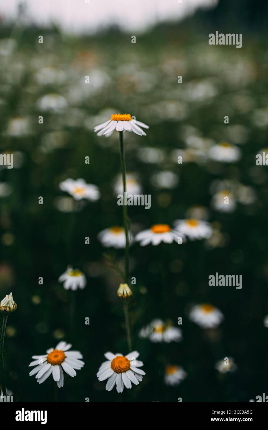 Close-Up of White Daisies Blooming in a Summer Meadow Stock Photo