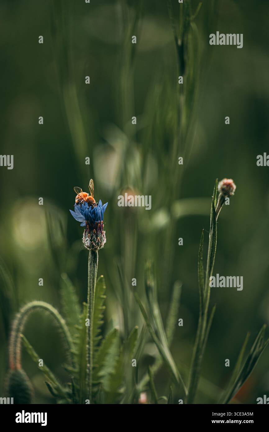 Close-Up of Bee on Blue Cornflower in a Green Meadow Stock Photo