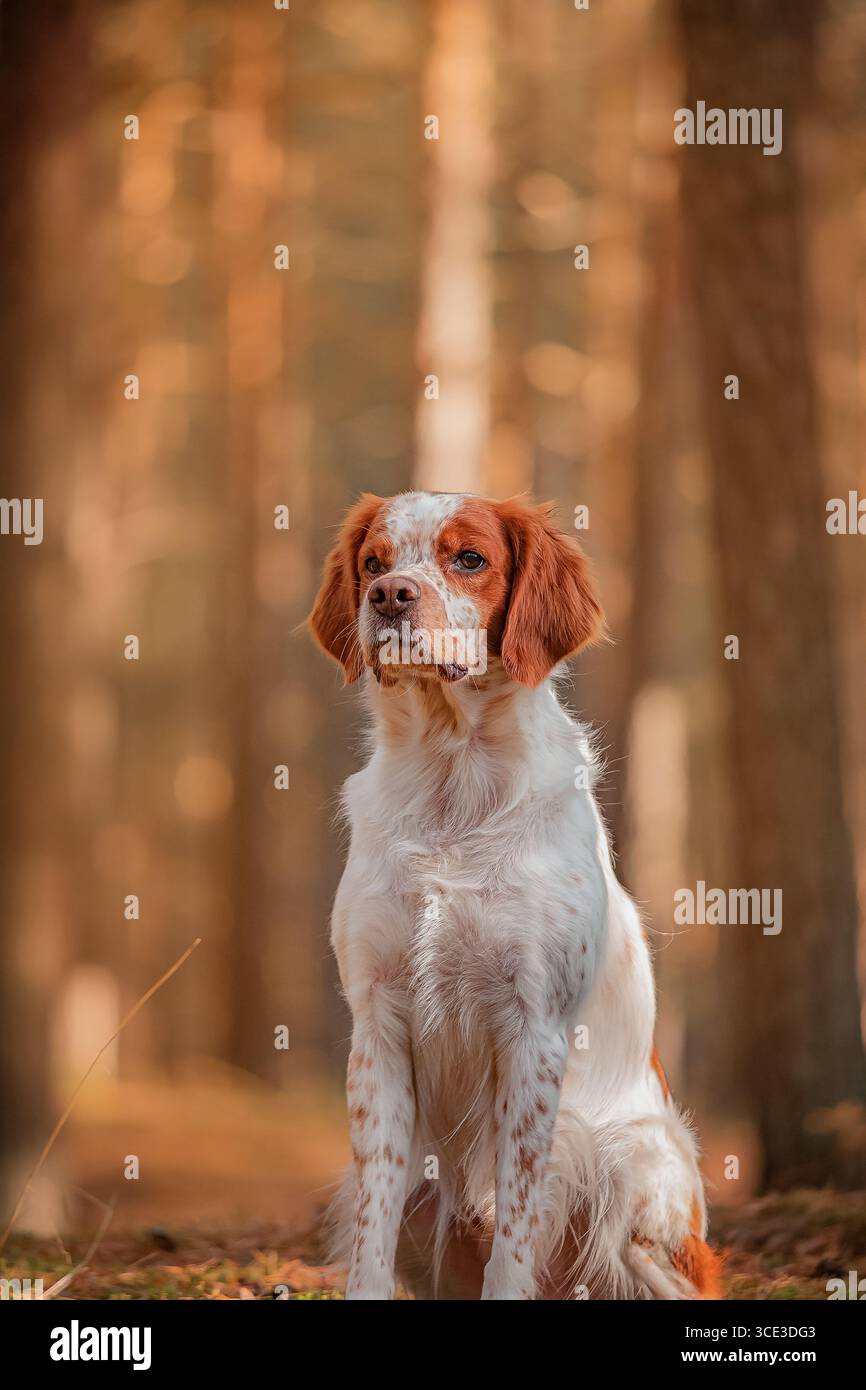 Magnolia | Miniature Dachshunds (@magnoliadachshunds) • Instagram photos  and videos, image size:866x1390