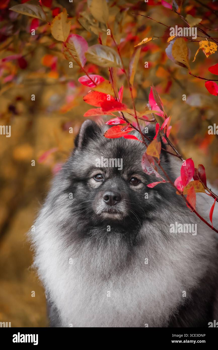 Keeshond 2 | Embird Embroidery Stock Designs E-Shop - Foto 14