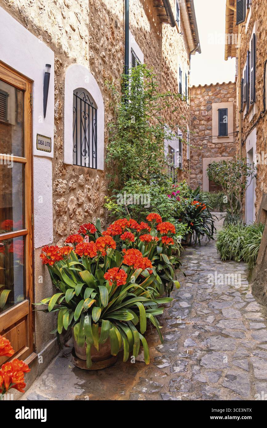 Picturesque alley with beautifully blooming flowers by the wall at an entrance to a residential house, Fornalutx, Mallorca, Spain Stock Photo