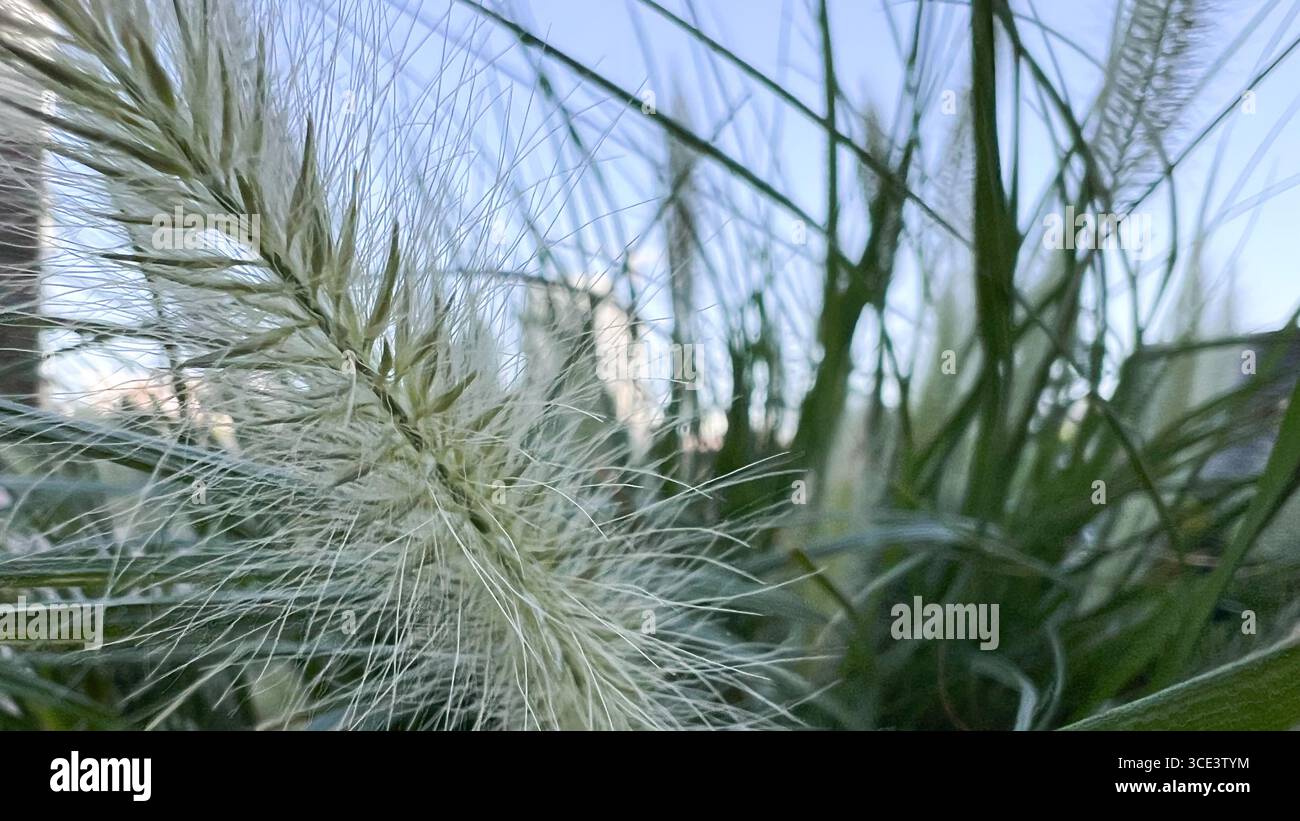 pampas grass, grass, summer landscape, summer evening, rosea - Smartphone Captured Stock Image