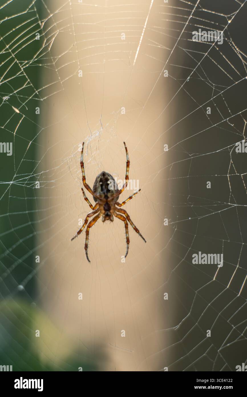 European garden spider Araneus diadematus in a web Stock Photo - Alamy