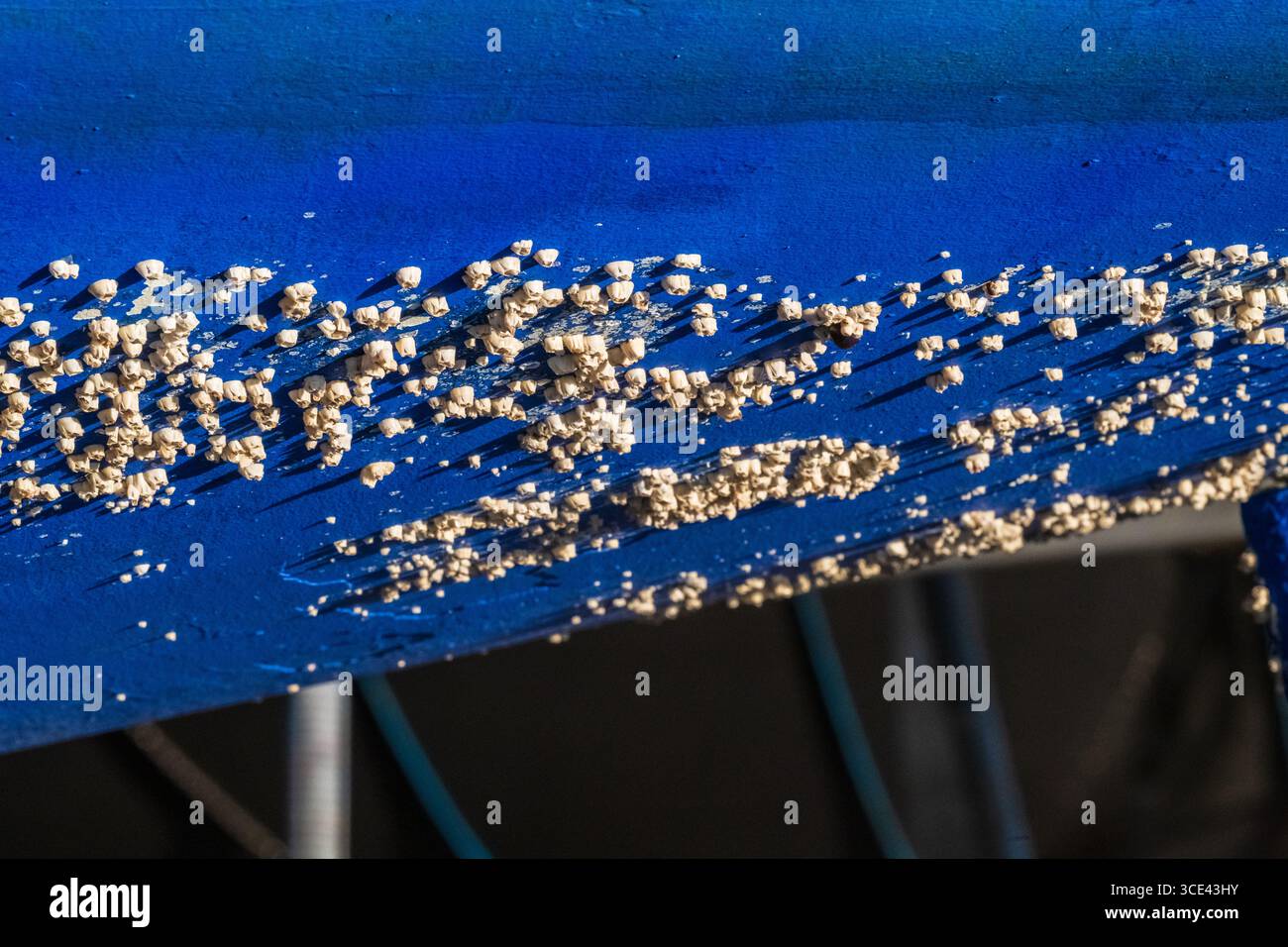 Barnacle covering a blue boat hull Stock Photo