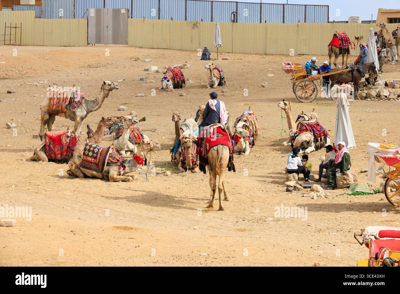 Camel herders at the Great Pyramids of Giza, waiting for tourists to ...