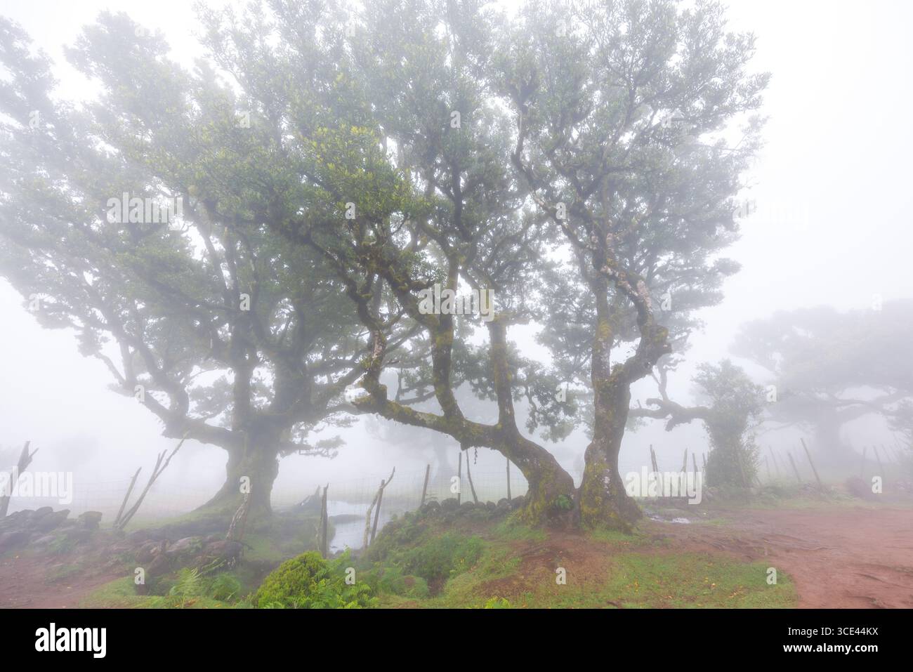 Trees shrouded in dense fog and a dilapidated fence made of poles and ...