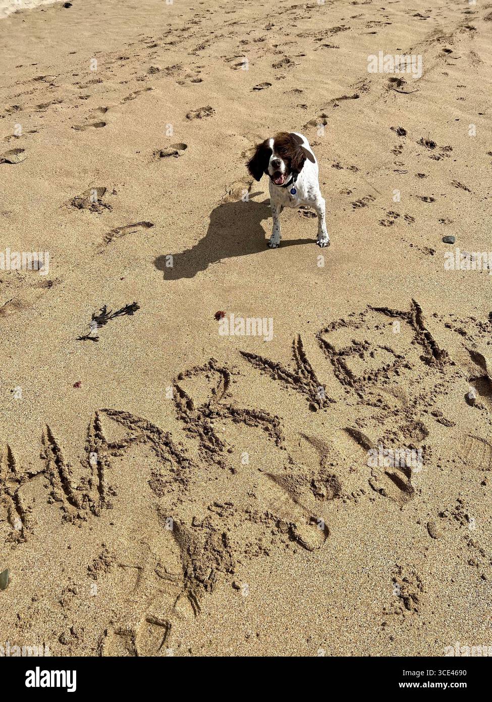 Springer spaniel liver & white standing on a sandy beach with his name written in the sand in front of him. Harvey looking very happy - Smartphone Captured Stock Image