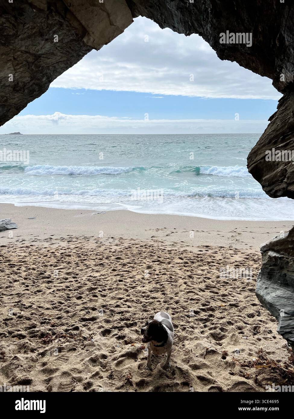 Springer spaniel liver & white on a sandy beach looking into the cave and the sea behind him. Outline of the cave is around the edge of the photto - Smartphone Captured Stock Image