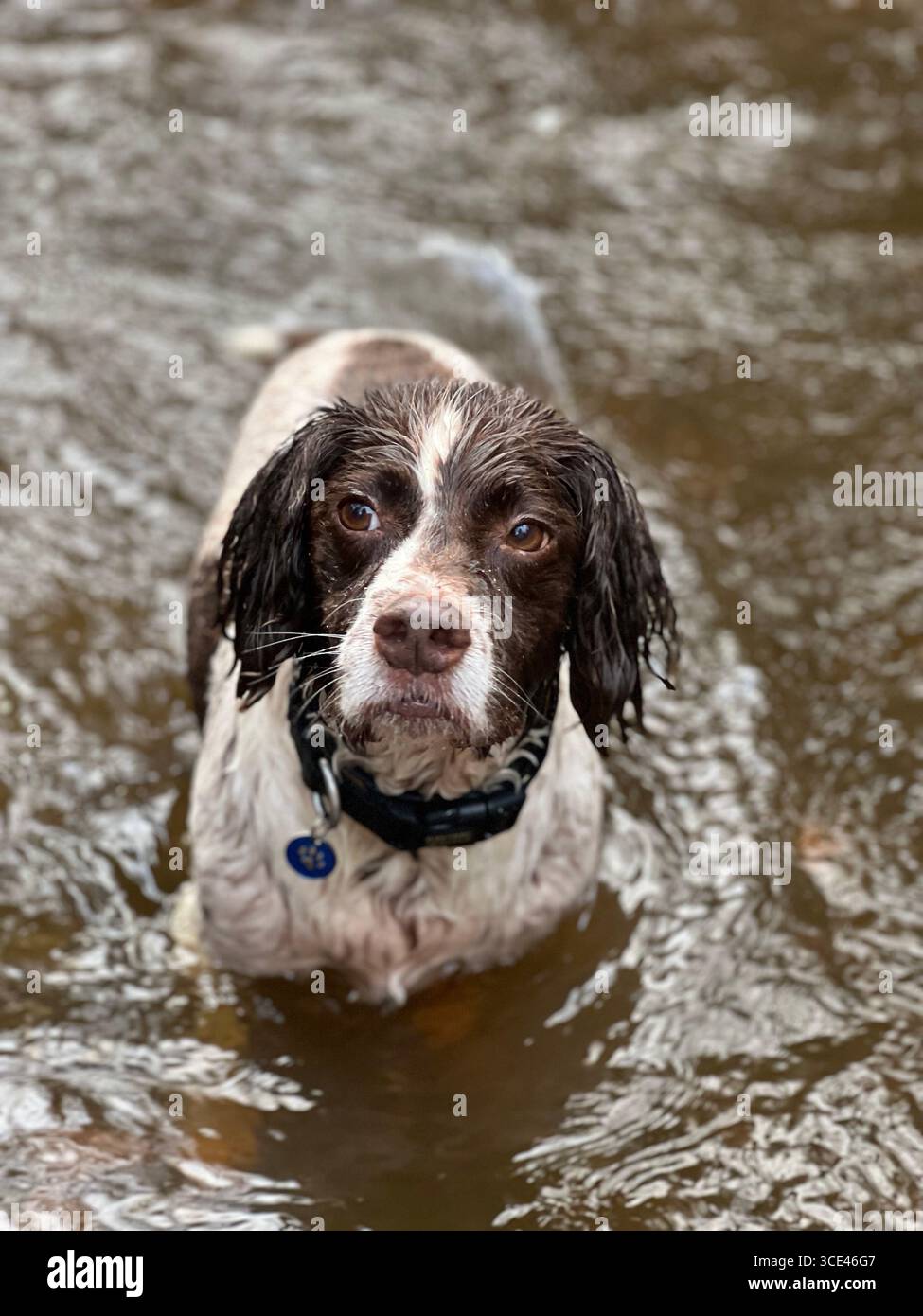 Springer spaniel liver & white standing front on in a river with water up to his body looking slightly off camera - Smartphone Captured Stock Image