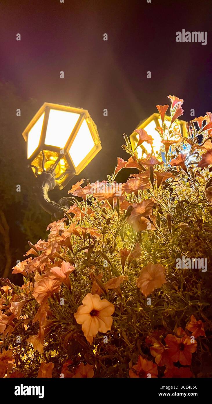 night lights with pink petunias in hanging planters - Smartphone Captured Stock Image
