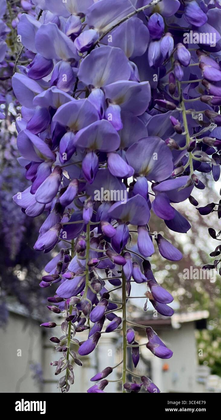 the spring bloom of lilac wisteria - Smartphone Captured Stock Image