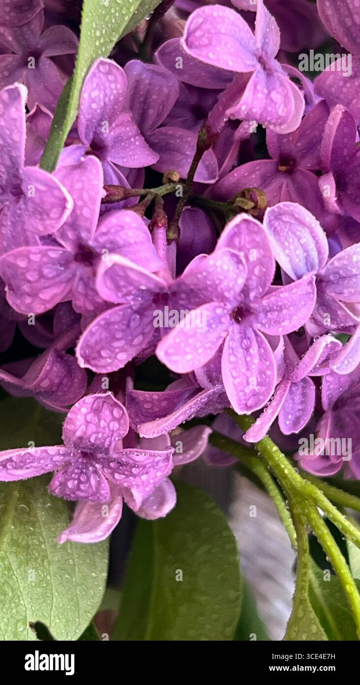 the spring bloom of lilacs - Smartphone Captured Stock Image