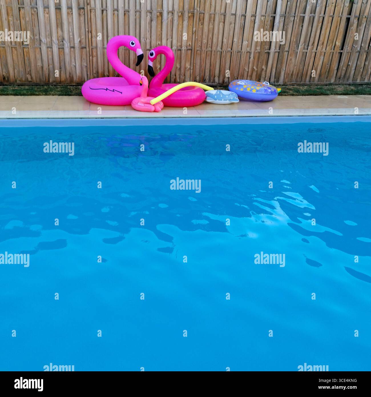 Two pink flamingo pool floats sit together by a clear blue swimming pool, surrounded by bright sunlight and a bamboo fence in the background, France - Smartphone Captured Stock Image Two pink flamingo pool floats sit together by a clear blue swimming pool, surrounded by bright sunlight and a bamboo fence in the background, France - Smartphone Captured Stock Image