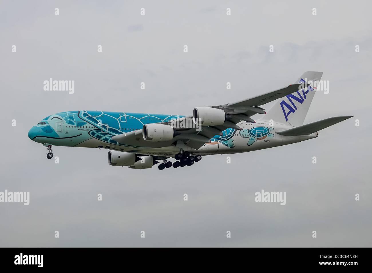 A380 turtle hi-res stock photography and images - Alamy