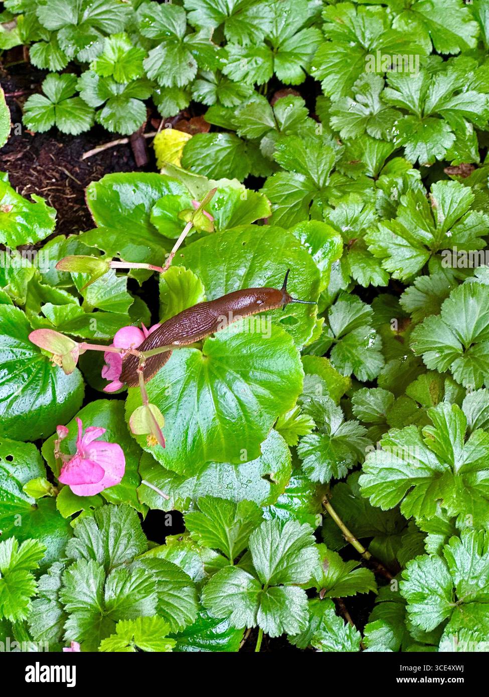 Large brown slug crawling on a green leaf in a german garden. Stock Photo