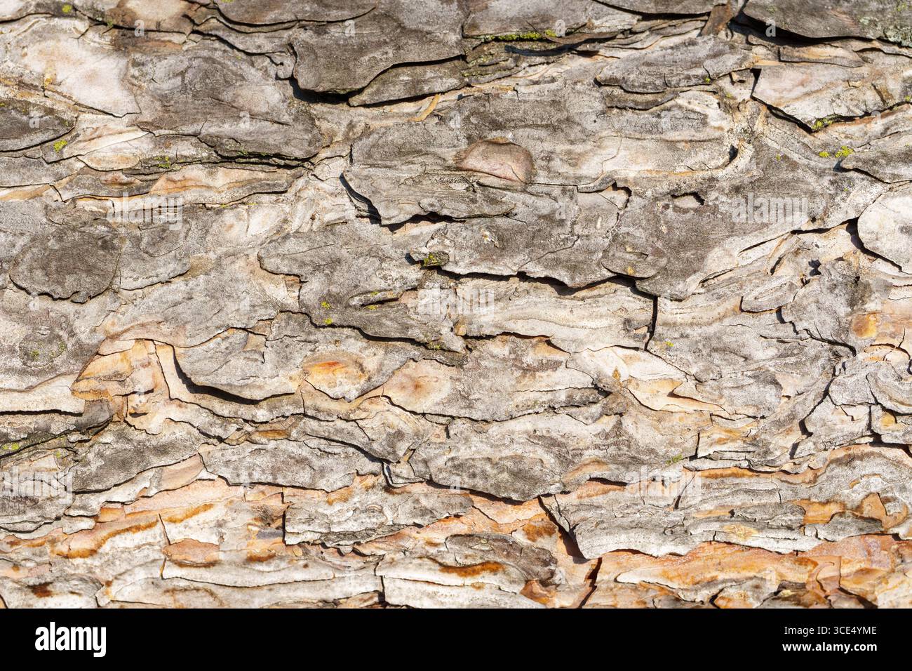 Close-up of textured tree bark with layered patterns. Stock Photo