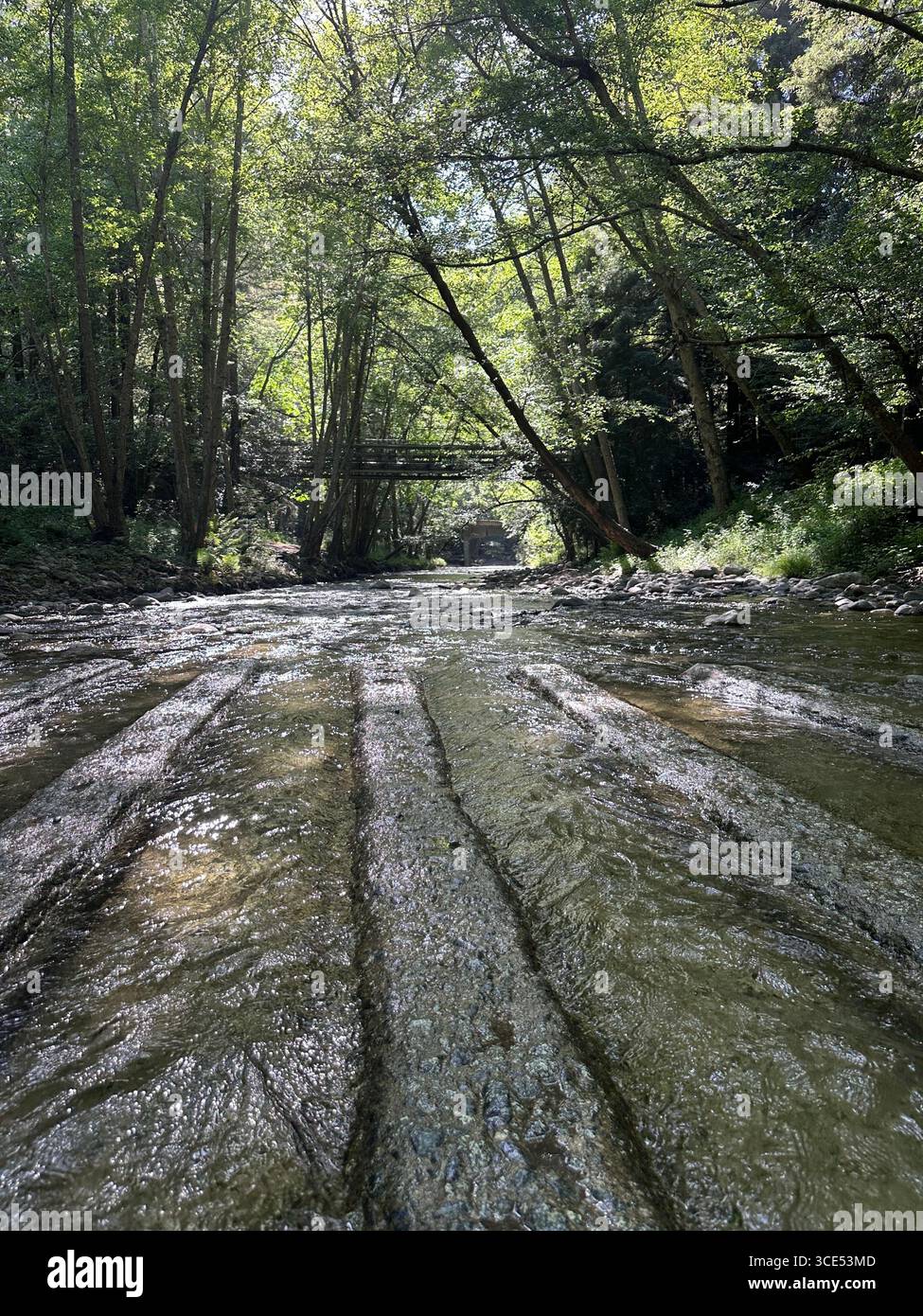 Scenic view of a shallow river with textured rock ridges flowing through a green forest, with sunlight filtering through the canopy and a small bridge - Smartphone Captured Stock Image